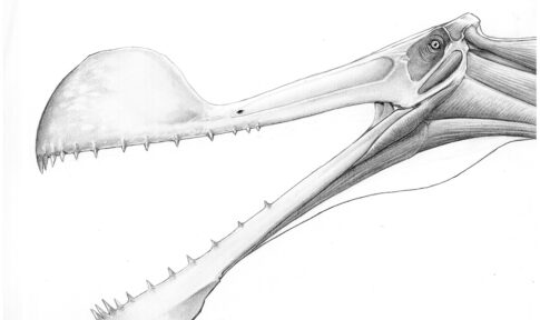 lustración técnica de la cabeza de un pterosaurio Anhanguera mostrando detalles óseos y dentición mediante sombreado profesional a lápiz.