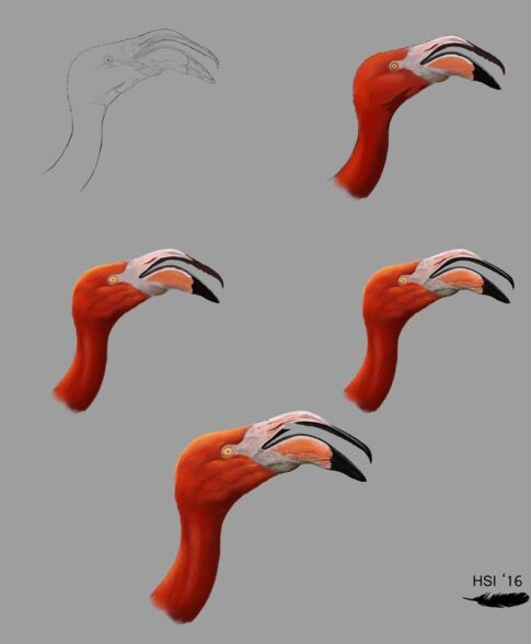 Proceso de bocetado y validación técnica para ilustración científica