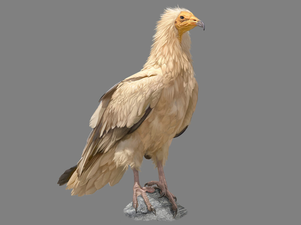 Ilustración Zoológica de Aves Ilustración científica de alimoche con máximo detalle en plumaje y anatomía sobre fondo gris.