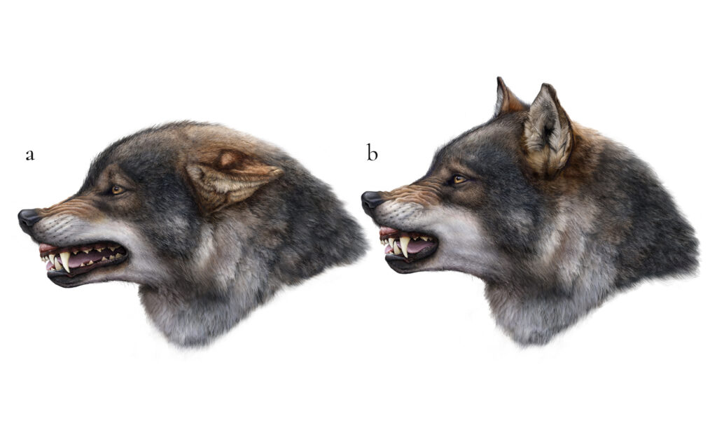 Ilustración de Etología Canina Estudio comparativo de expresiones faciales y dentición de lobo mediante ilustración científica profesional.