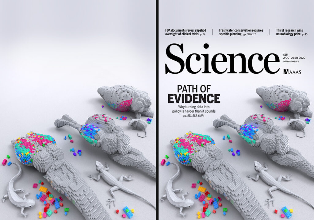 Ilustración para Portada Science Diseño de portada para revista Science mostrando modelos cerebrales comparativos mediante piezas de construcción.