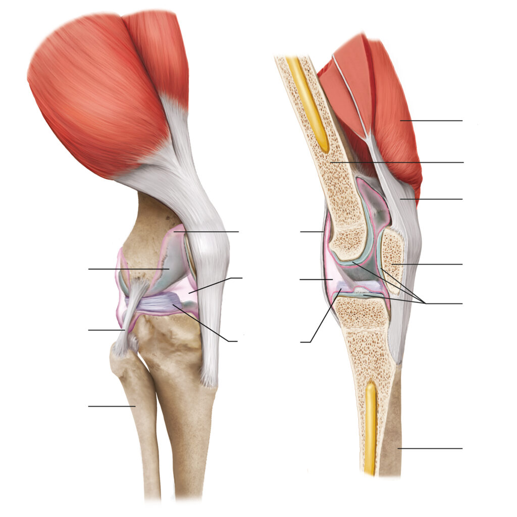 Ilustración técnica de rodilla Diagrama anatómico de la articulación de la rodilla humana mostrando ligamentos, tendones y cortes transversales óseos.
