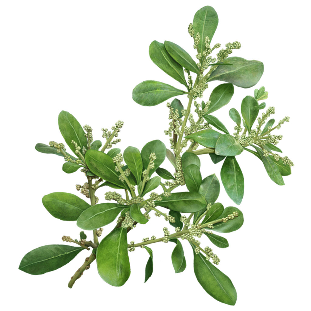 Ilustración botánica técnica Rama de arbusto con hojas elípticas verdes y brotes de inflorescencias granulares sobre fondo blanco.