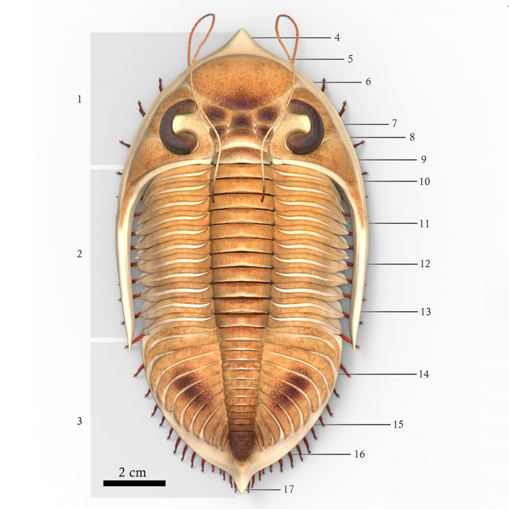 Reconstrucción fósil de trilobite Ilustración científica detallada de la morfología dorsal de un trilobite con numeración técnica de sus partes anatómicas.