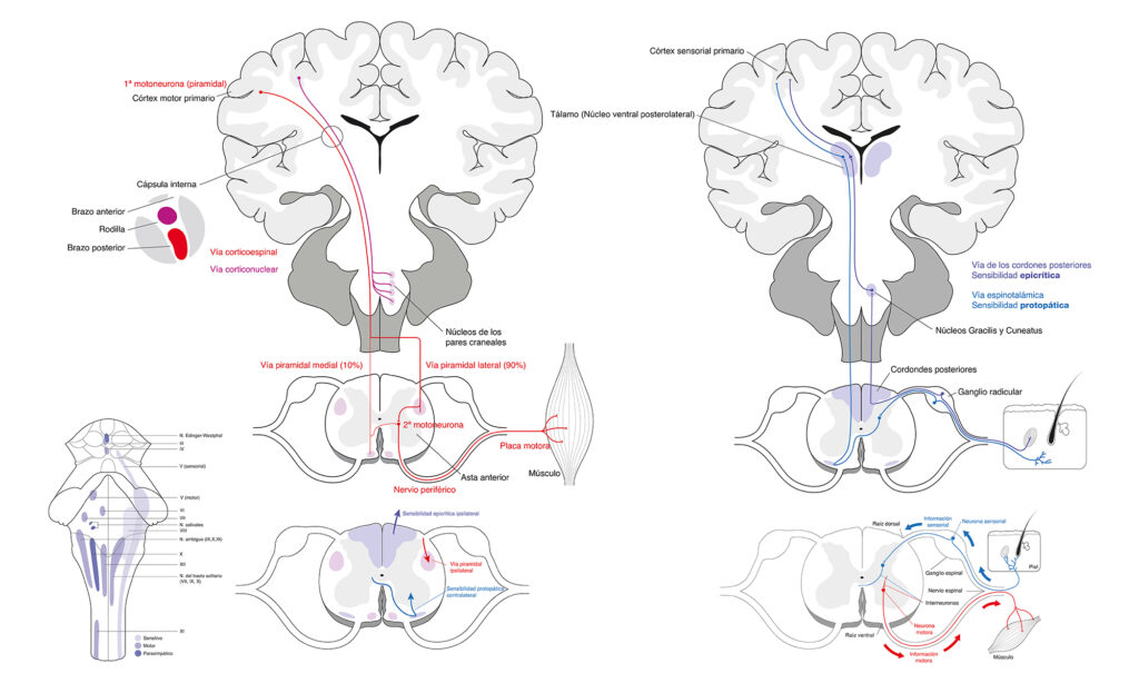 Esquema de vías motoras cerebrales Infografía médica que describe la vía corticoespinal y los circuitos de sensibilidad epicrítica y protopática en el cerebro.