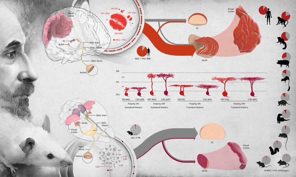 Infografía del sistema visual humano Comparativa neuroanatómica del procesamiento visual entre humanos y roedores integrando células ganglionares de la retina.