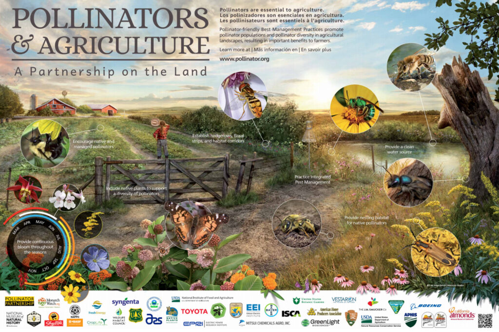 Infografía de polinizadores y agricultura Mural educativo sobre la importancia de las abejas y otros insectos polinizadores en los ciclos de cultivo agrícola.