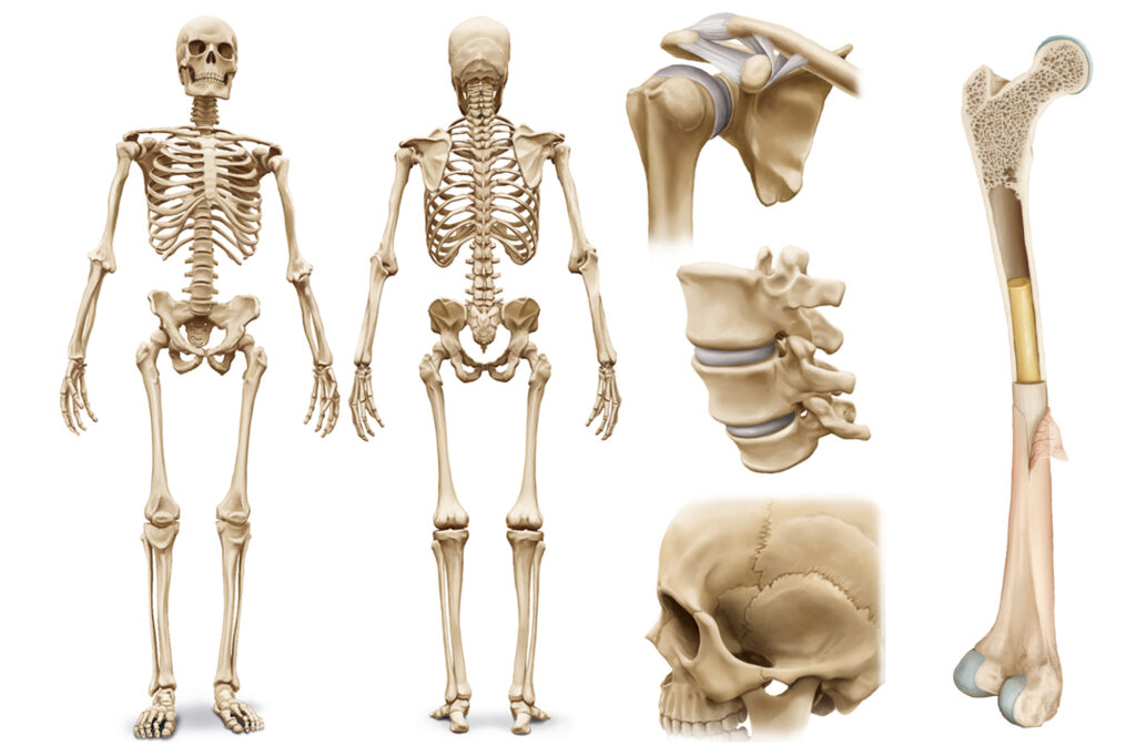 Anatomía del sistema óseo humano ilustraciones médicas del esqueleto humano, cráneo, vértebras y estructura interna del fémur