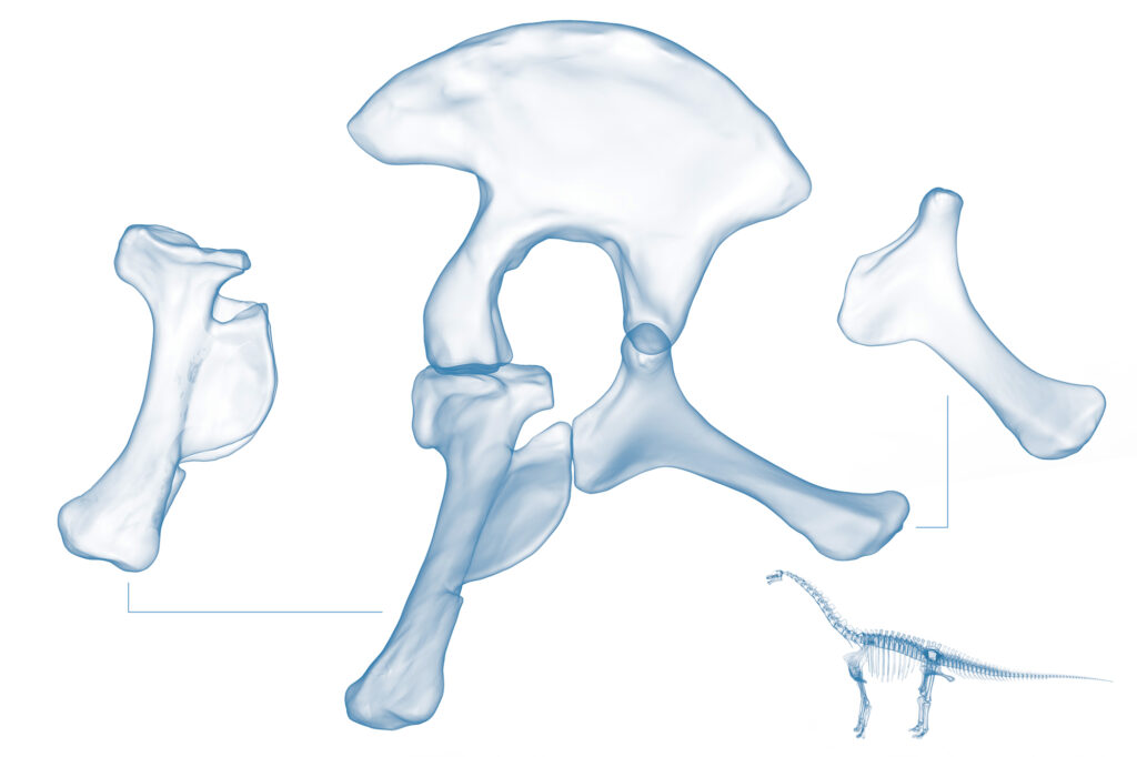 Osteología de dinosaurio saurópodo Visualización técnica en azul traslúcido de la cintura pélvica y fémur de un dinosaurio saurópodo con silueta de referencia del esqueleto completo.