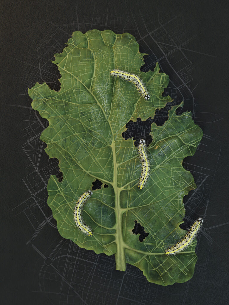 Ciclo biológico ilustración científica profesional Cuatro orugas Pieris brassicae alimentándose de una hoja de col sobre un plano cartográfico de una ciudad.