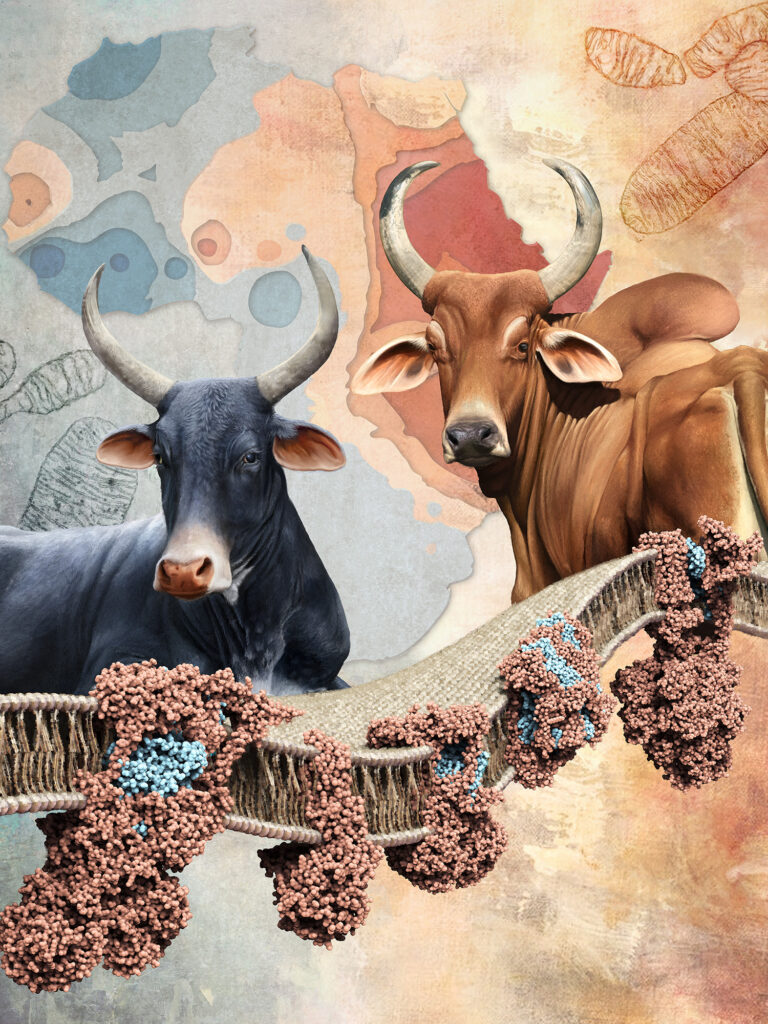 Biotecnología aplicada en ganadería ilustración científica profesional Composición que integra ganado vacuno (Zebú) con una representación de la bicapa lipídica y proteínas de membrana celular.