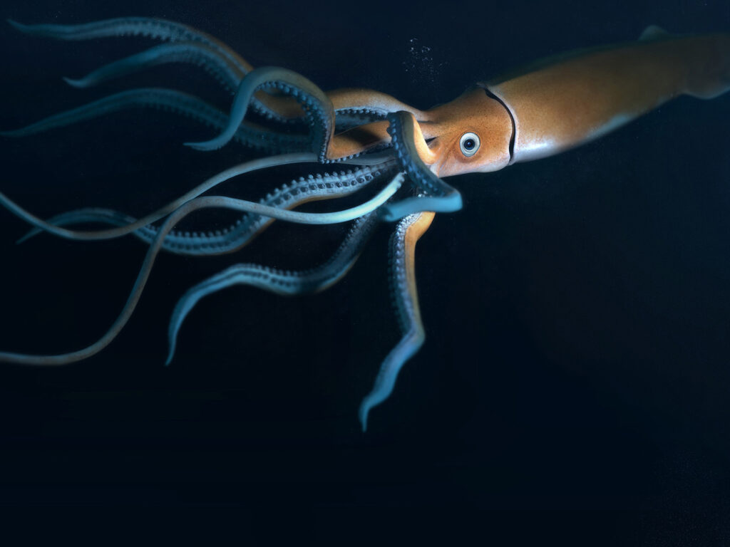 Modelo 3D de calamar gigante Ilustración digital realista de un calamar de profundidad nadando en aguas oscuras con detalle de tentáculos y ventosas.