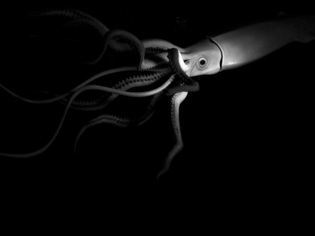 Modelado anatómico ilustración científica profesional Renderizado técnico en escala de grises de la anatomía externa de un calamar para estudio morfológico