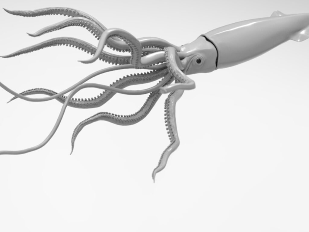 Modelado anatómico de cefalópodo Renderizado técnico en escala de grises de la anatomía externa de un calamar para estudio morfológico