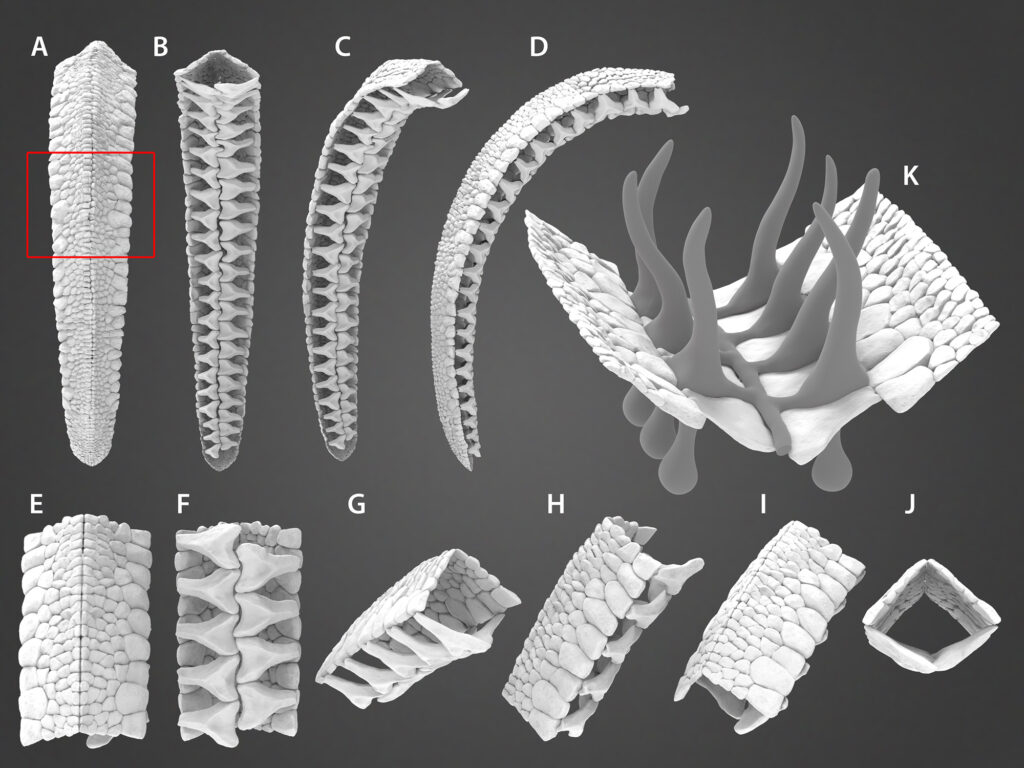 Morfología de elementos conodontos Micrografía digital de diversos elementos fosilizados de conodontos mostrando diferentes ángulos de su estructura denticulada.