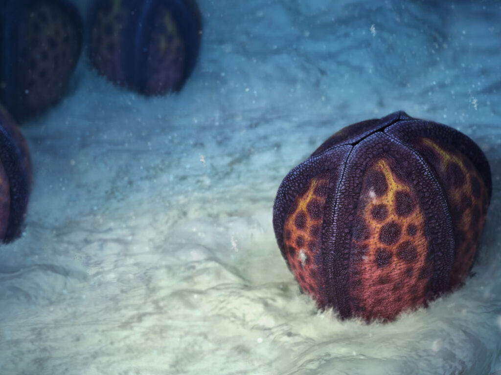 Reconstrucción de microfósiles marinos Reconstrucción tridimensional de un microfósil esférico con patrones hexagonales en el lecho marino.