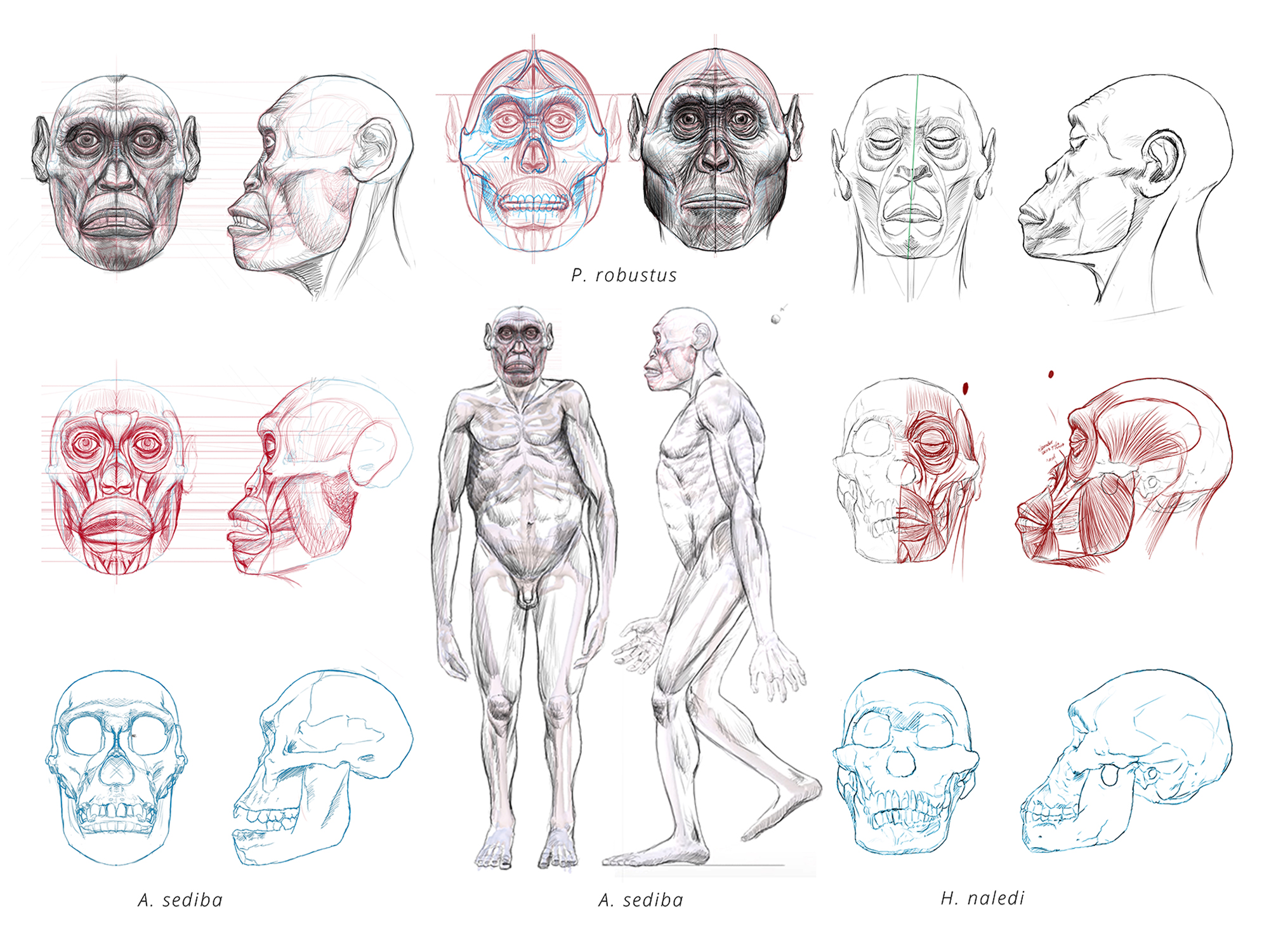 Diagrama detallado de las características faciales y craneales de homínidos ilustrado en Metazoa Studio.