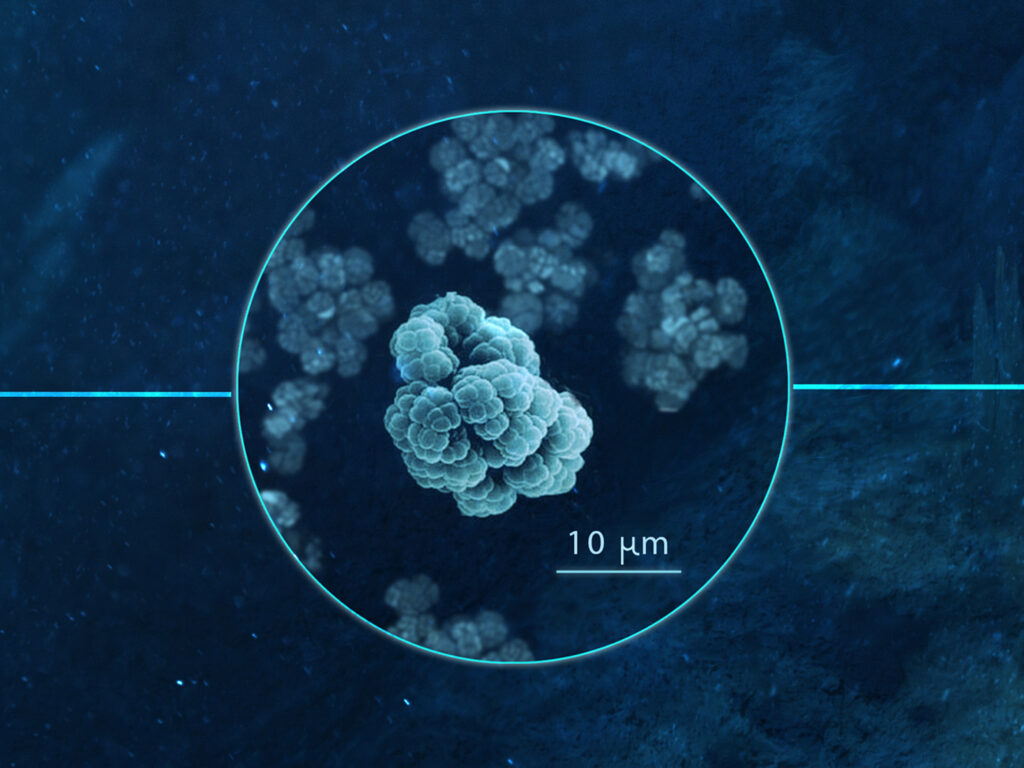Micrografía ilustrada por Metazoa Studio que representa estructuras biológicas a escala de 10 micrómetros con alta precisión científica.