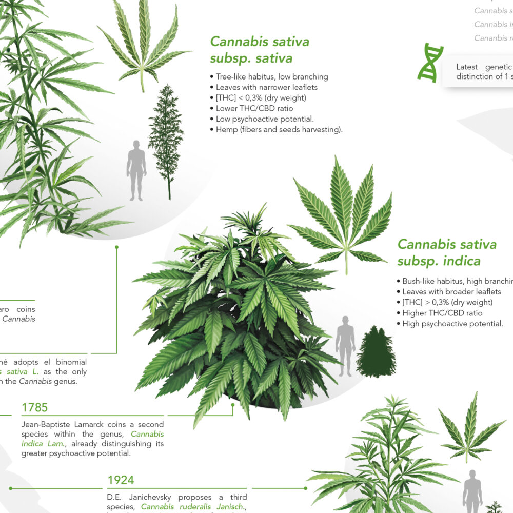Lámina botánica de Metazoa Studio con la descripción técnica y taxonómica de las subespecies de Cannabis sativa para publicaciones científicas.