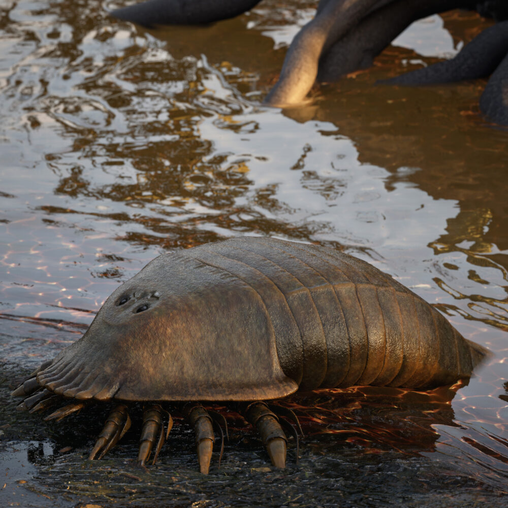 Reconstrucción digital de alta fidelidad realizada por Metazoa Studio de un euriptérido en su hábitat natural basada en evidencia fósil.
