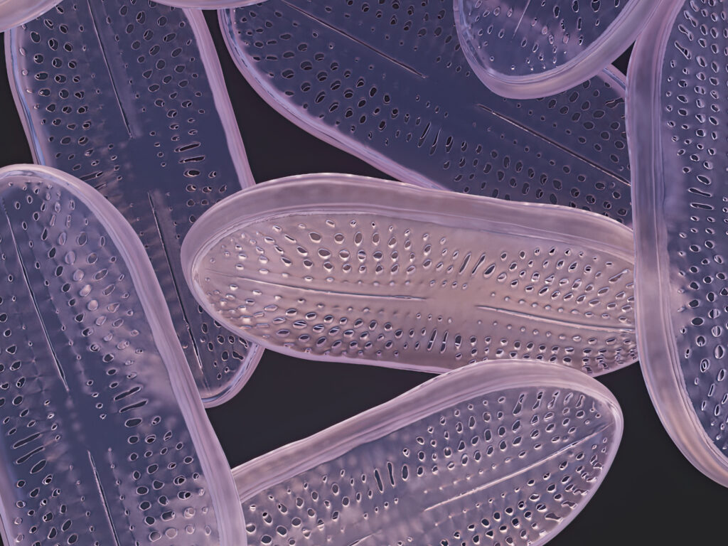 Celulas ilustración metazoa