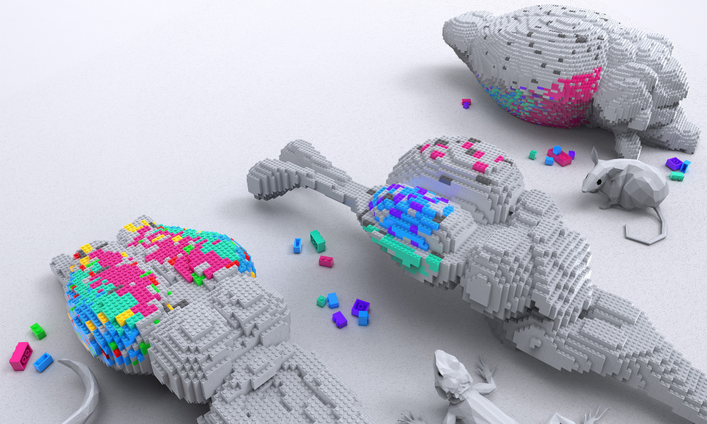 ILUSTRACION CIENTIFICA PROFESIONAL